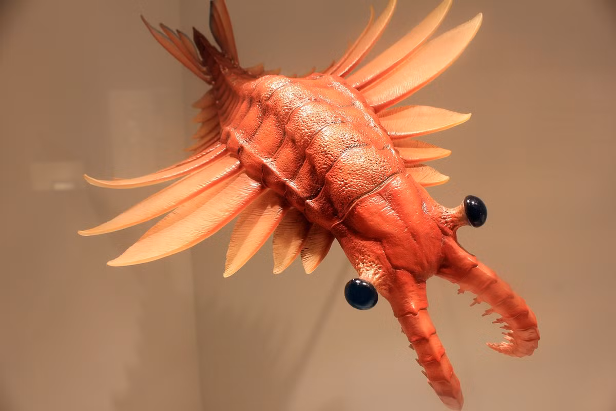 Một quái thú đáng sợ từng sinh sống trên Trái Đất là Anomalocaris. Các chuyên gia cho hay, loài Anomalocaris sống cách đây khoảng 530 triệu năm, có hình dáng khá giống loài tôm, đôi mắt cuống to và chi trước lớn có vai trò quan trọng khi bắt mồi.
