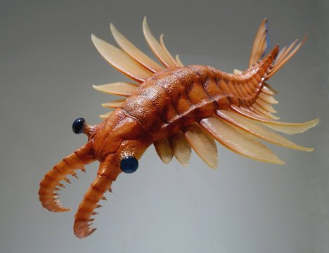 Tuy nhiên, khoảng 440 triệu năm trước, loài Anomalocaris ăn thịt đáng sợ tuyệt chủng. Nguyên nhân khiến loài này biến mất khỏi Trái Đất đến nay vẫn là bí ẩn lớn.