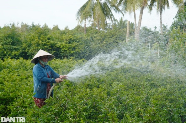 Trong loai hoa quen thuoc, nong dan ban 1 cay du tien an choi ca nam