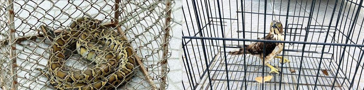 Hạt Kiểm lâm huyện Tuyên Hóa tiến hành lập biên bản, thực hiện các biện pháp theo dõi, chăm sóc sức khỏe cho cá thể trăn đất quý hiếm trên.