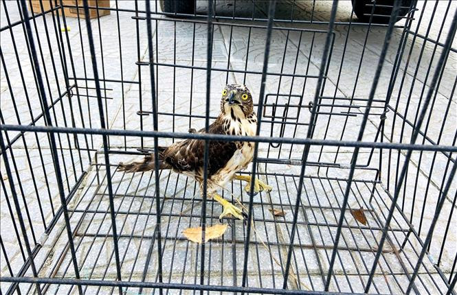 Tiếp đó, ông Nguyễn Tiến Dũng (trú tại xã Thanh Hóa, huyện Tuyên Hóa) tự nguyện giao nộp cá thể chim ưng quý hiếm cho Hạt Kiểm lâm huyện Tuyên Hóa.