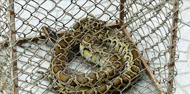 Trước đó, trong lúc đi làm rẫy, ông Hà Bảo Trung (trú tại xã Đức Hóa, huyện Tuyên Hóa) bắt được cá thể trăn đất quý hiếm nặng 2,2 kg. Biết đây là động vật quý hiếm, ông Trung đã tự nguyện giao nộp cho Hạt Kiểm lâm huyện Tuyên Hóa.