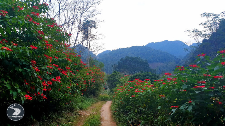 Du lich Moc Chau thang 12 - mua hoa dep nhat-Hinh-5