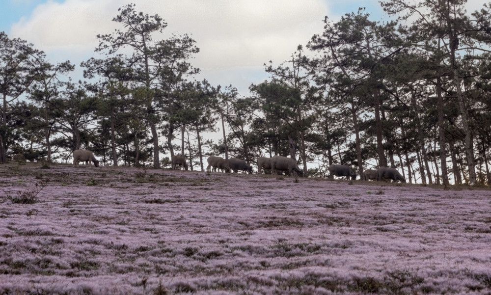 Co hong diem to sac dong Da Lat-Hinh-4