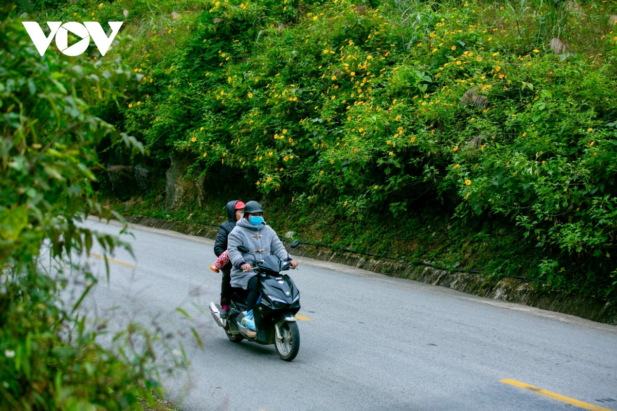 Mùa hoa dã quỳ nở như một dấu hiệu báo mùa đông đã đến.