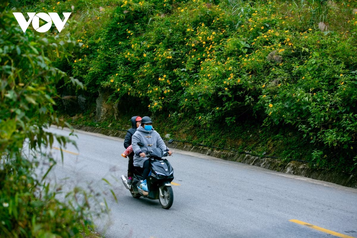 Mùa hoa dã quỳ nở như một dấu hiệu báo mùa đông đã đến.