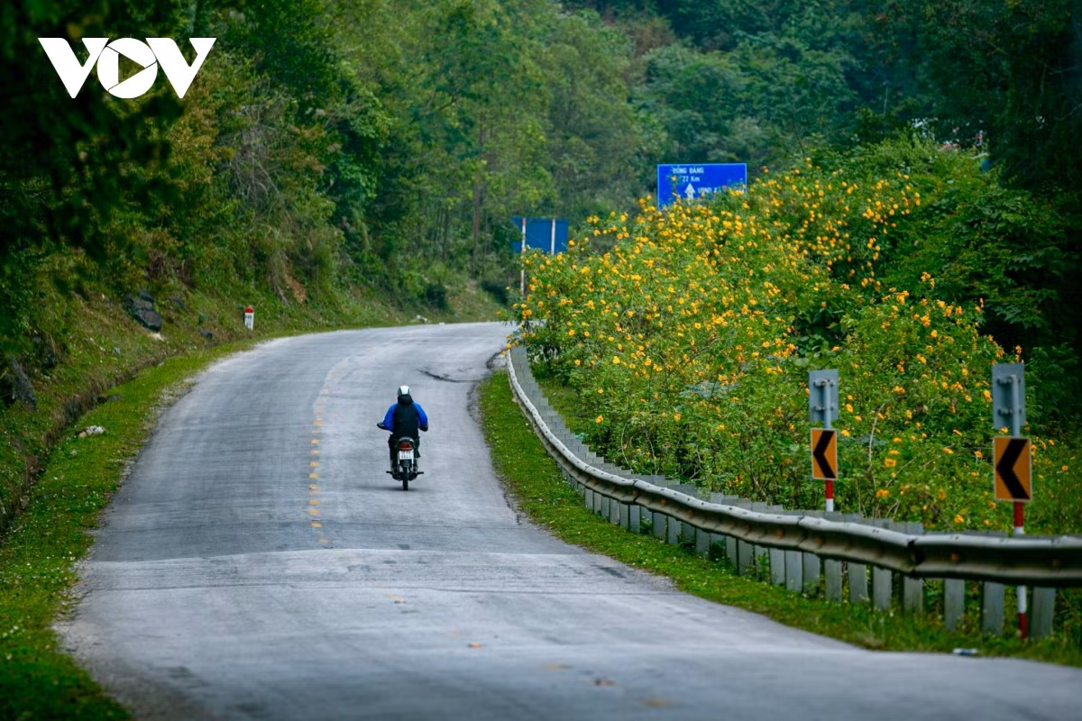 Ông Tùng cũng cho biết, trước đây, ven đường của cung đèo chỉ có cỏ dại, nay hoa dã quỳ được trồng ra hoa tạo nên cảnh quan thiên nhiên vô cùng thơ mộng.
