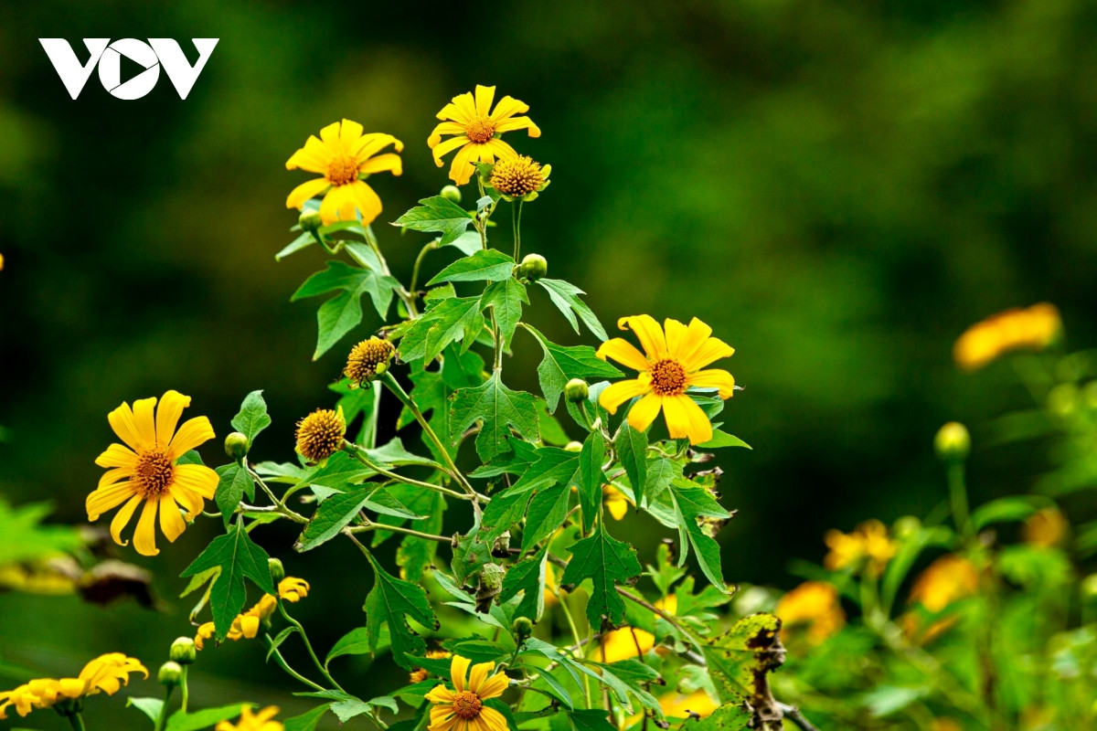 Hoa dã quỳ còn có tên gọi khác là cúc quỳ, sơn quỳ hay hướng dương dại thuộc họ cúc. Cây ra hoà màu vàng vào dịp tháng 10, tháng 11 khi trời bắt đầu trở lạnh.