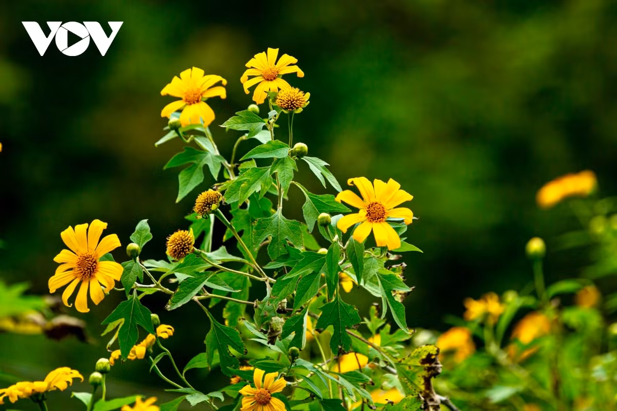 Hoa dã quỳ còn có tên gọi khác là cúc quỳ, sơn quỳ hay hướng dương dại thuộc họ cúc. Cây ra hoà màu vàng vào dịp tháng 10, tháng 11 khi trời bắt đầu trở lạnh.