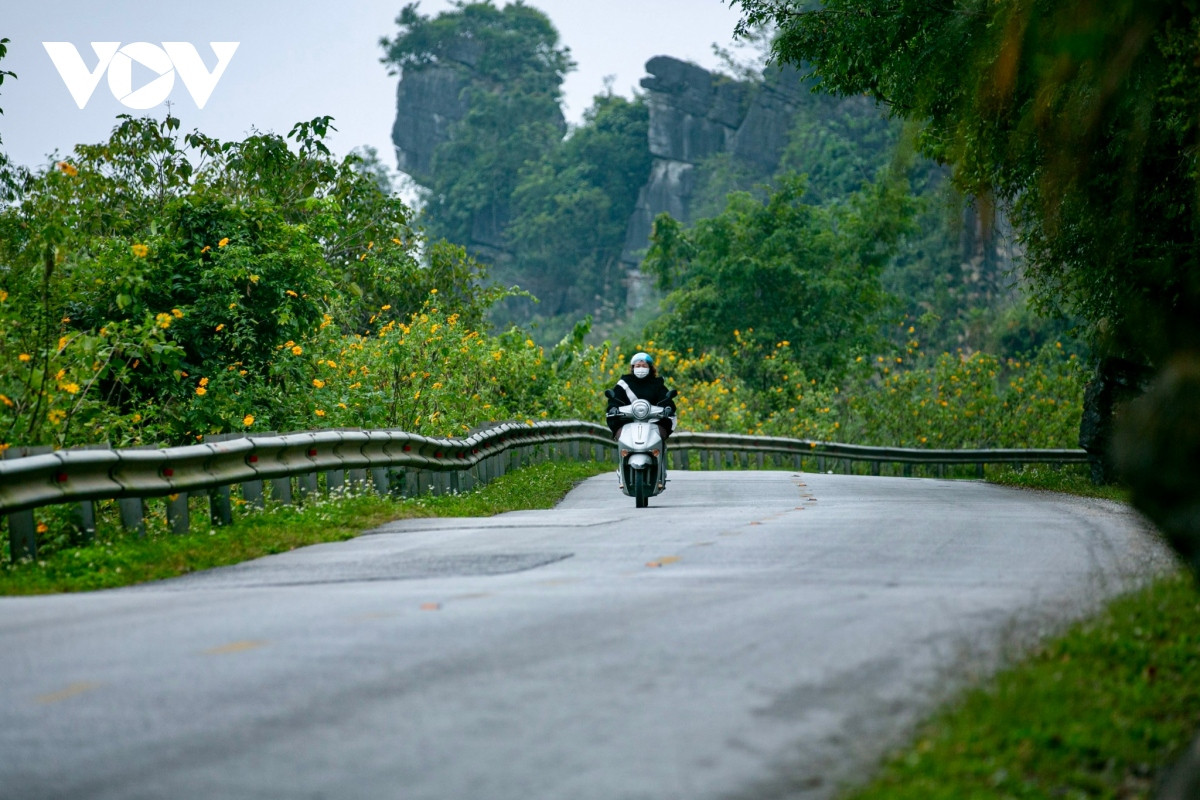 Bông hoa dã quỳ tuy không lớn như hoa hướng dương, nhưng do mọc thành bụi nên khi bung nở đồng loạt tạo nên một thảm vàng rực rỡ.