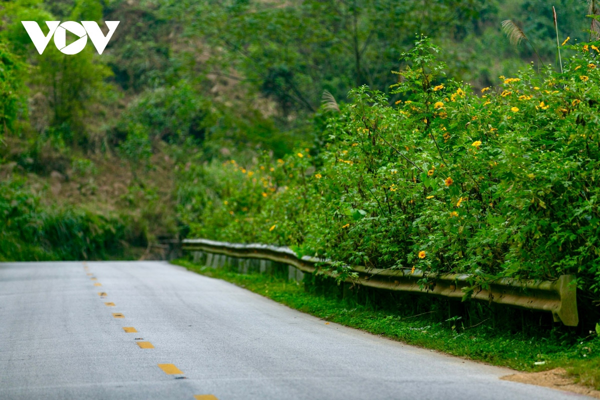 Mặc dù chỉ là loài hoa dại, không kiêu sa, lộng lẫy và trồng ở ven đường nhưng dã quỳ bung nở giúp cung đèo như khoác một tấm áo mới rực rỡ.