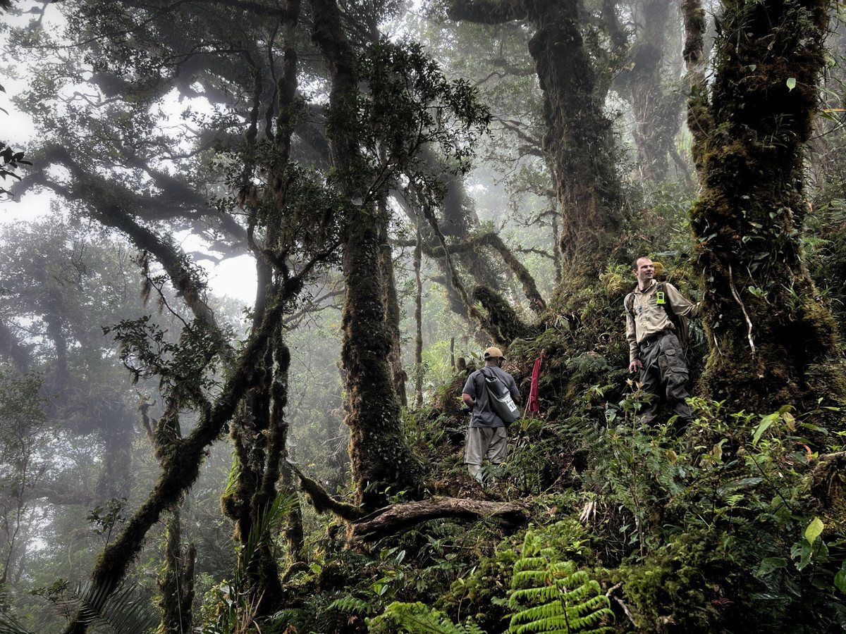 Sau khi xuống núi vào cuối chuyến đi, nhà sinh vật học James Kempton đã nhìn thấy hình ảnh sinh vật nhỏ bé đang đi xuyên qua khu rừng rậm rạp trong thẻ nhớ của 1 trong số hơn 80 bẫy ảnh.