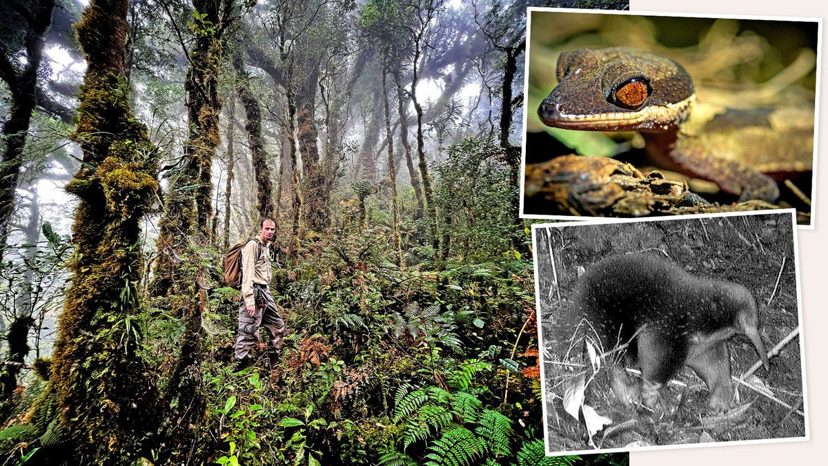 “Tôi cảm thấy vô cùng phấn khích và nhẹ nhõm sau chuyến đi thực địa kéo dài mà không tìm thấy gì cho đến tận ngày cuối cùng”, nhà sinh vật học Kempton kể về khoảnh khắc đầu tiên khi nhìn thấy loài thú lông nhím mỏ dài Attenborough.