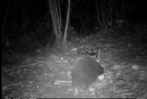 Loài thú lông nhím mỏ dài Attenborough có cùng tên với sinh vật nửa phụ nữ, nửa rắn trong thần thoại Hy Lạp. Theo nhóm nghiên cứu, loài động vật có vú này có tập tính sống trong hang, hoạt động về đêm, nhút nhát và khó phát hiện.