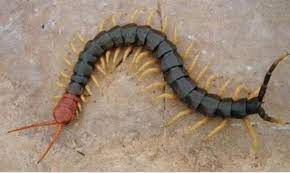 Bí ẩn khiến giới khoa học "đau đầu" trong nhiều năm là “bầy rết tàu hỏa” ở Nhật Bản. Những con rết đáng sợ thường tụ tập thành đàn trên đường ray xe lửa ở vùng núi của quốc gia này. Theo đó, các chuyến tàu địa phương phải dừng hoàn toàn 8 năm/lần để "xử lý" chúng.