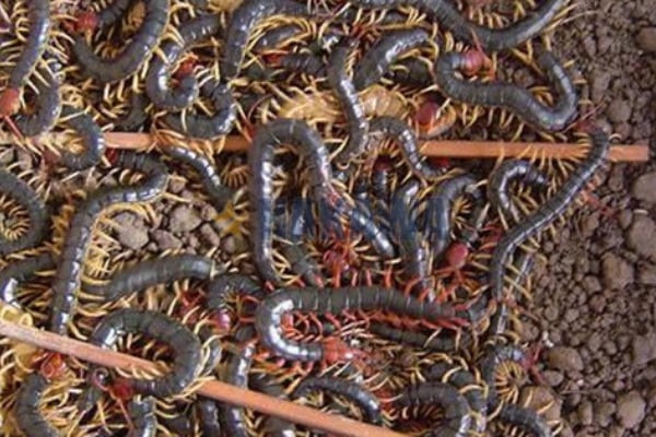 Những con rết này có vòng đời giống nhau là 8 năm. Do đó, cứ sau 8 năm, chúng trưởng thành và di chuyển nhiều hơn để tìm thức ăn vì cơ thể ngày càng lớn.