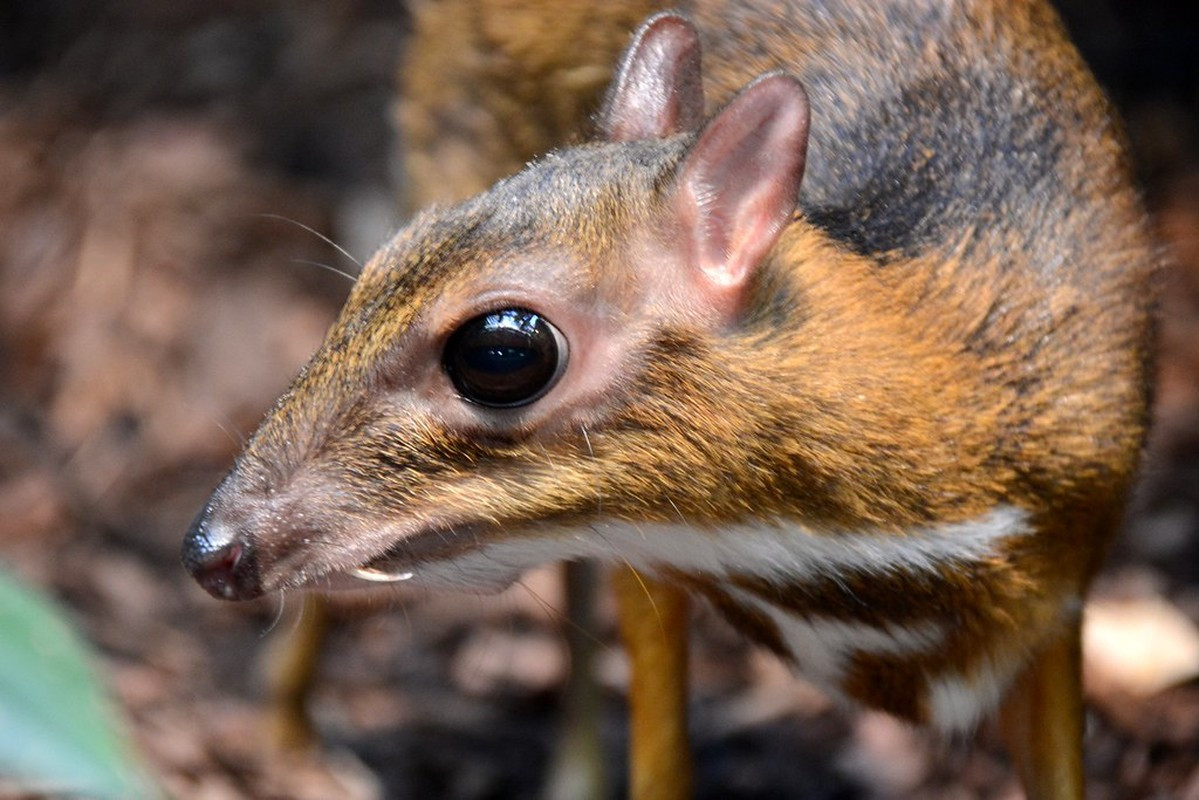 Tại Việt Nam, cheo cheo Nam Dương từng được ghi nhận từ Lạng Sơn đến Tây Ninh. Tuy nhiên, hiện ở các tỉnh phía Bắc, chúng gần như bị tuyệt chủng.