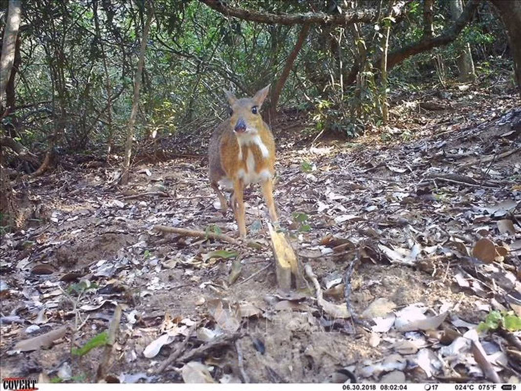 Khi trưởng thành, mỗi cá thể cheo cheo Nam Dương có chiều dài thân khoảng 40 - 50 cm, trọng lượng trung bình 1,3 - 2,3 kg. Chúng không có tuyến trước ổ mắt, răng nanh mọc dài ngoài mép (ở con đực dài hơn con cái), thiếu răng cửa trên. Bốn chân của chúng rất mảnh và ngón thứ 3, 4 phát triển.