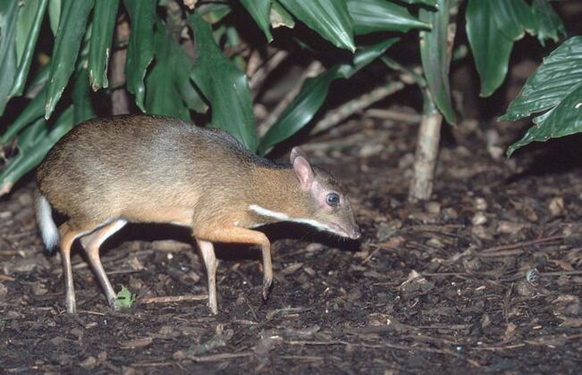 Sau đó, 18 cá thể cheo cheo Nam Dương được chuyển đến khu vực có sinh cảnh phù hợp thuộc địa phận Vườn quốc gia Cát Tiên để tái thả về môi trường tự nhiên.