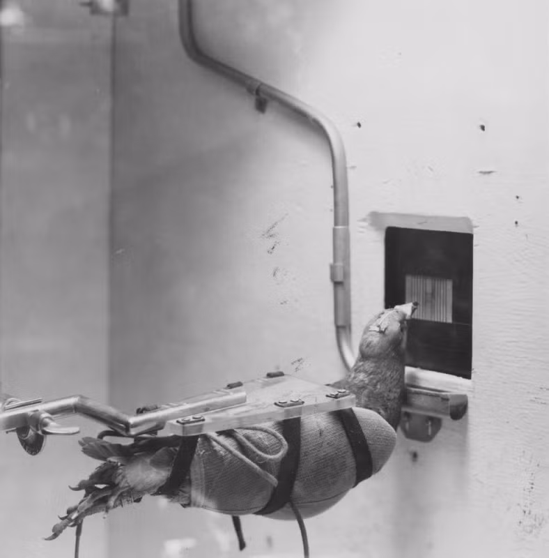 Sau khi trải qua khóa huấn luyện, chim bồ câu sẽ được thả vào bên trong khoang của tên lửa. Khi tên lửa khai hỏa, màn hình bật sáng, chim bồ câu sẽ theo thói quen mổ liên tục vào mục tiêu nằm ở trung tâm màn hình dẫn đường giúp tên lửa nhắm trúng mục tiêu.