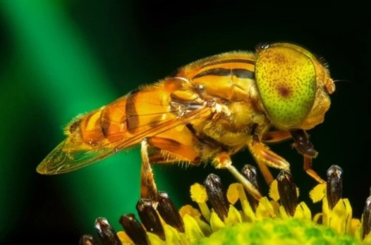 Những loài động vật xấu xí nhất hành tinh: Miễn nhiễm với ung thư - Hình 2 Nhung loai dong vat xau xi nhat hanh tinh: Mien nhiem voi ung thu-Hinh-2