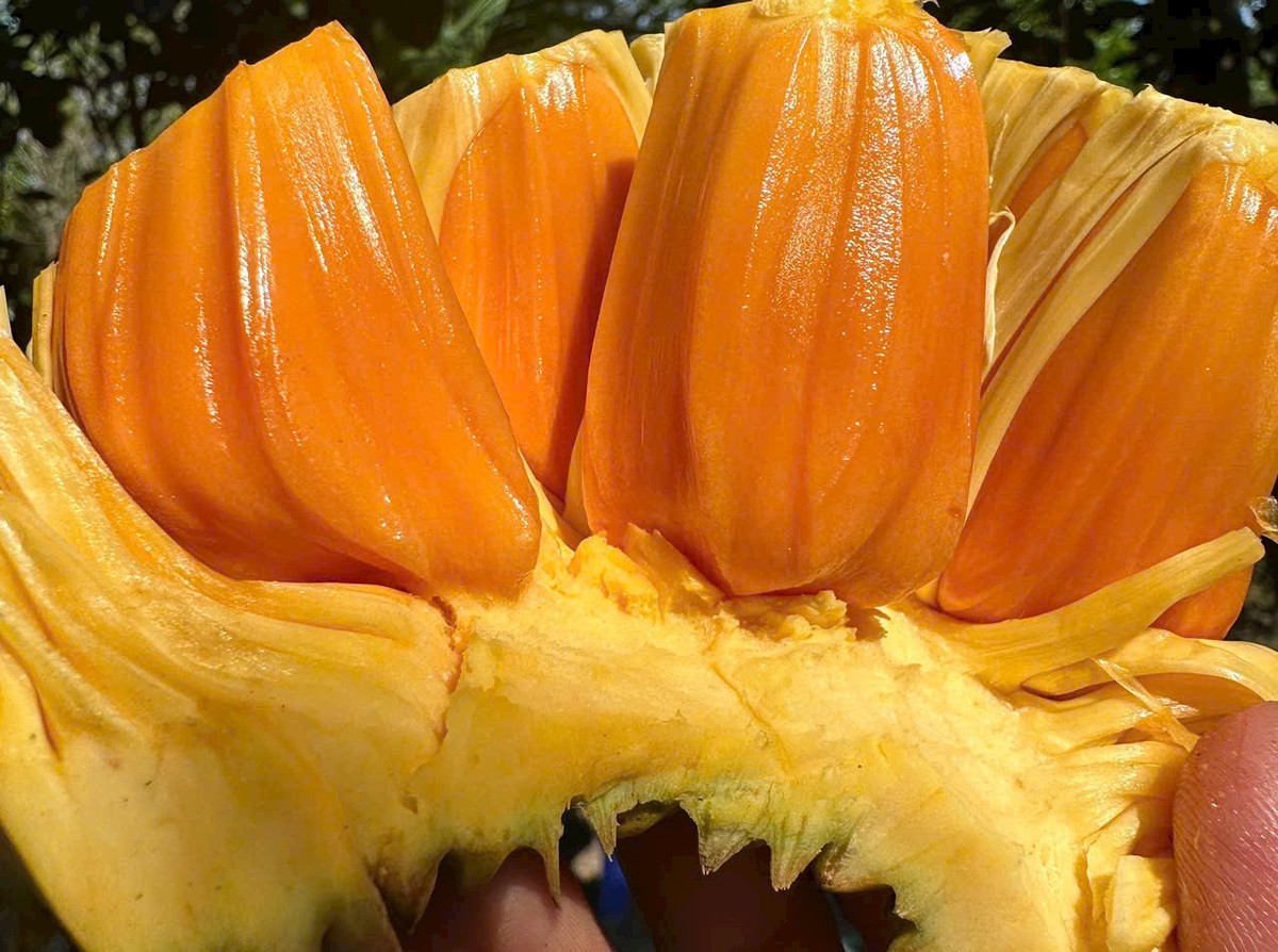 Giá giảm mạnh, iPhone 11 về dưới 10 triệu đồng Gia giam manh, iPhone 11 ve duoi 10 trieu dong