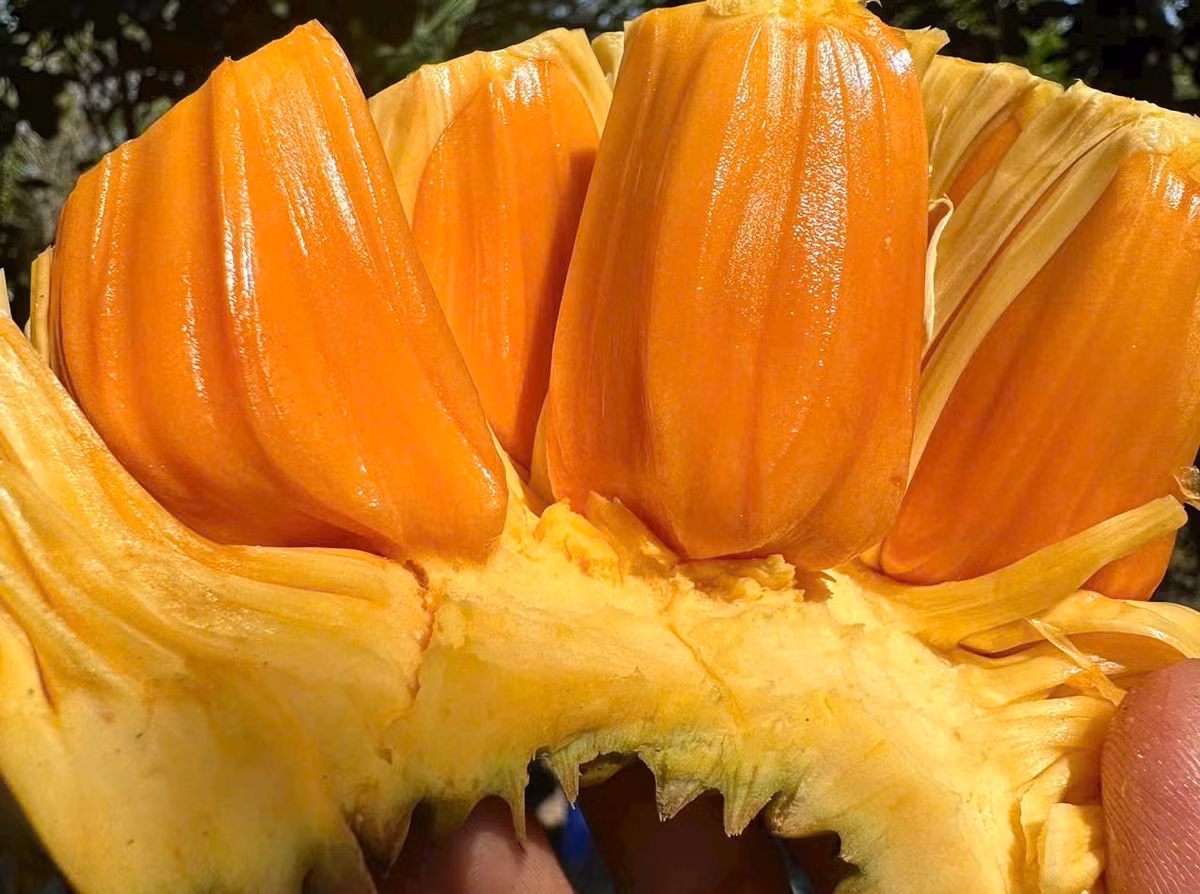 Gia giam manh, iPhone 11 ve duoi 10 trieu dong