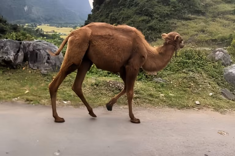 Ly do 'dac biet' khi lac da va chuot tui lien tiep xuat hien tai Cao Bang