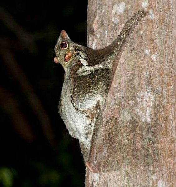 Chồn bay Sunda là loài sinh vật sống trên cây. Chúng thường hoạt động vào ban đêm. Ban ngày chúng cuộn tròn trong các hốc cây hoặc treo lơ lửng dưới cành cây.