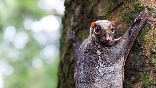 Chồn bay Sunda còn được gọi là chồn bay Malaya, vượn cáo bay Colugo hay đơn giản chỉ là chồn bay. Loài chồn bay này có tên khoa học là Galeopterus variegatus. Đây là một trong những loài động vật quý hiếm nằm trong Sách Đỏ của Việt Nam.