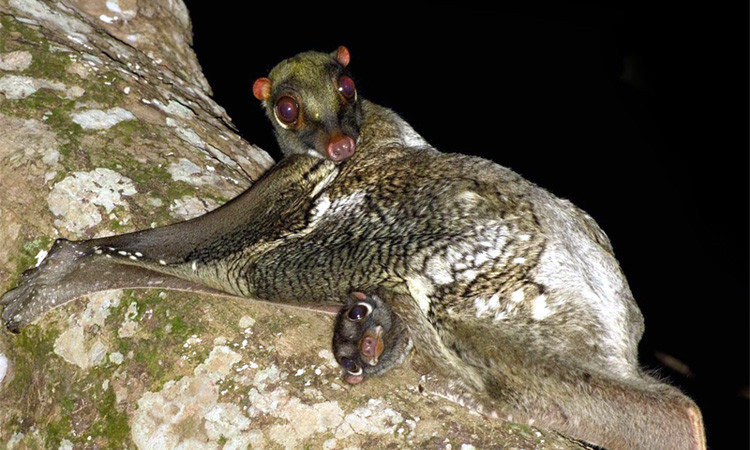 Là loại động vật quý hiếm thuộc nhóm 1, các hoạt động săn bắt, mua bán chồn bay Sunda đều bị pháp luật nghiêm cấm.