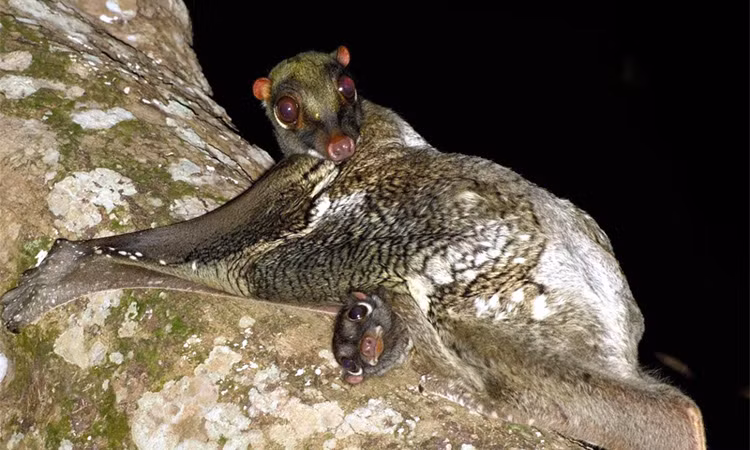 Là loại động vật quý hiếm thuộc nhóm 1, các hoạt động săn bắt, mua bán chồn bay Sunda đều bị pháp luật nghiêm cấm.