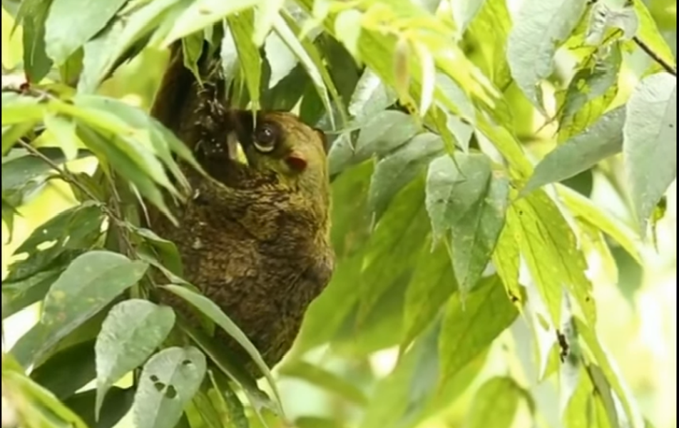 Mặc dù có tên gọi là chồn bay nhưng chồn bay Sunda không thể bay lượn trên bầu trời. Trên thực tế, chúng chỉ lượn và chuyền giữa các cây.