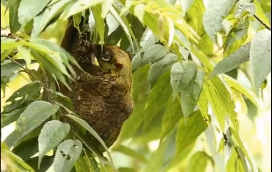 Mặc dù có tên gọi là chồn bay nhưng chồn bay Sunda không thể bay lượn trên bầu trời. Trên thực tế, chúng chỉ lượn và chuyền giữa các cây.