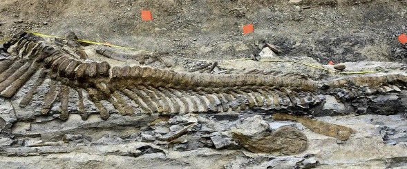 Tlatolophus galorum là một loài khủng long mỏ vịt cỡ lớn, ước tính có thể dài từ 8 - 12m khi trưởng thành. Trong đó, riêng phần đuôi dài khoảng 6m.