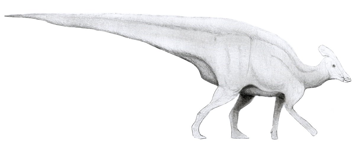 Nghiên cứu hóa thạch các mảnh xương của con khủng long Tlatolophus galorum 72 triệu năm tuổi cho thấy con vật này có màu sắc sặc sỡ. Các nhà nghiên cứu tin rằng chúng có bộ da nhiều màu, có chỗ còn có đốm. Loài này cũng có thể toàn thân là màu đỏ.