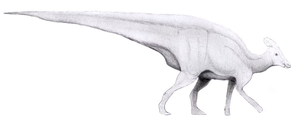 Nghiên cứu hóa thạch các mảnh xương của con khủng long Tlatolophus galorum 72 triệu năm tuổi cho thấy con vật này có màu sắc sặc sỡ. Các nhà nghiên cứu tin rằng chúng có bộ da nhiều màu, có chỗ còn có đốm. Loài này cũng có thể toàn thân là màu đỏ.