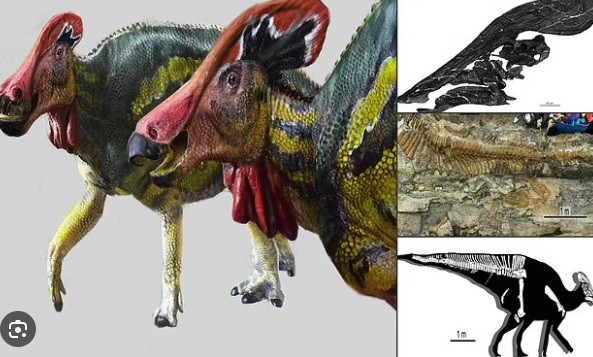 Thêm nữa, loài khủng long Tlatolophus galorum còn có thể phát ra tiếng kêu lớn để xua đuổi kẻ săn mồi nguy hiểm.