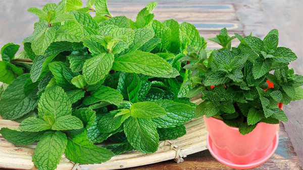 Bạc hà là cây ưa nắng, ánh sáng mặt trời có lợi cho quá trình hình thành hương thơm. Nếu trồng bạc hà trong nhà, bạn nên đặt chậu ra nơi có nắng 3 ngày/lần, mỗi lần kéo dài 1-2 ngày rồi mới mang vào.