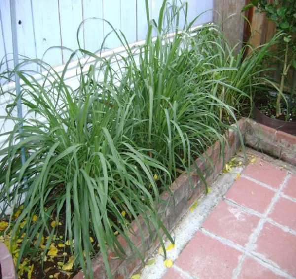 Sả. Sả là loại thảo mộc có mùi chanh đậm, nguồn gốc châu Á, phân bố ở các vùng nhiệt đới như Ấn Độ, Sri Lanka, Indonesia, châu Phi... Thân sả thấp, toàn cây tỏa hương thơm sảng khoái. Sả được thu hoạch hai lần một năm, chủ yếu để chiết xuất tinh dầu.