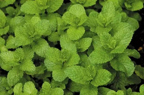 Bạc hà. Bạc hà có vị cay nồng, tính mát và không độc. Đặc biệt, loại cây này có mùi thơm dịu mát dễ chịu. Nhờ vậy, chúng thường được chiết xuất để lấy tinh dầu, trồng để xua muỗi.