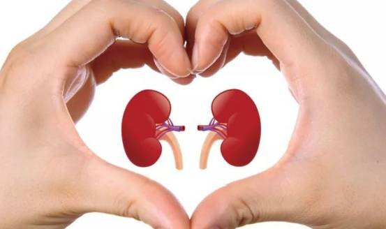 4. Bổ sung dinh dưỡng, bảo vệ thận. Những người thận kém thường chuyển hóa kém, lâu dài sẽ không thể đào thải các chất độc hại và nhân purin ra khỏi cơ thể, dẫn đến lượng axit uric tăng quá cao sẽ gây ra các triệu chứng bệnh gút (gout). (Ảnh: ABLW)