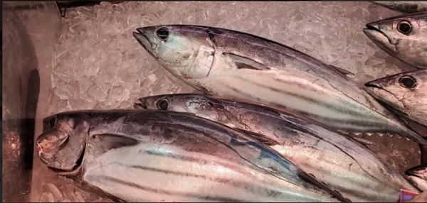 Để có những thanh cá katsuobushi thành phẩm, cá ngừ sẽ được làm sạch, cắt thành 4 miếng phi lê rồi xếp vào giỏ. Khúc cá sẽ được nằm cách nhau một khoảng cố định.