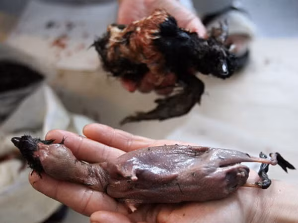 Phần Kiviaq ngon nhất là tim của những chú chim nhỏ. Dịch ruột dù khá “dọa người” song không hề bị bỏ phí, được tận dụng để làm nước sốt cho những món khác.