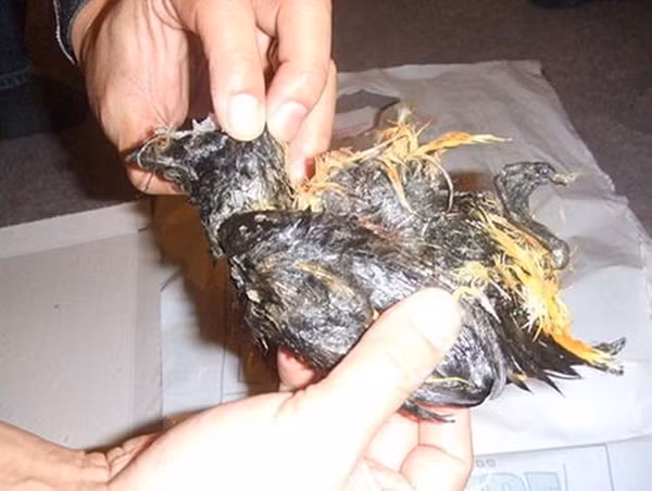 Được biết, ban đầu món ăn được tạo ra để đảm bảo thức ăn trong những tháng mùa đông khắc nghiệt. Thời điểm đó, thực phẩm vốn đã khan hiếm. Mùa đông khắc nghiệt, bóng tối và băng tuyết khiến việc săn bắt càng khó khăn gấp bội. Lúc này, các túi thịt Kiviaq sẽ là nguồn thực phẩm cung cấp năng lượng cho người dân.