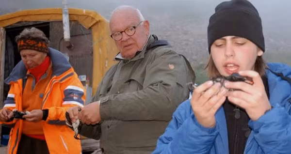 Quá trình lên men, mỡ hải cẩu giúp thịt chim trở nên mềm mại, đậm vị. Trước khi ăn, thực khách sẽ loại bỏ phần lông còn sót lại, rửa sạch rồi thưởng thức từ phần đầu. Tiếp đó, dùng miệng hút hết dịch trong chim rồi mới ăn đến những bộ phận khác.