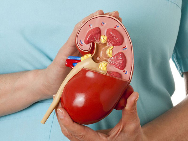 Có thể nói, thói quen nhịn tiểu buổi sáng rất hại thận, thậm chí nguy hại hơn so với thuốc lá và rượu mạnh. Ngoài nhịn tiểu, chuyên gia còn chỉ ra những thói quen hại thận phổ biến cần tránh.