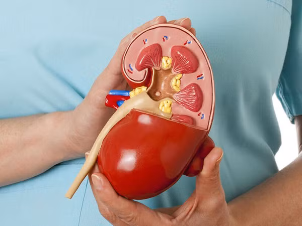 Có thể nói, thói quen nhịn tiểu buổi sáng rất hại thận, thậm chí nguy hại hơn so với thuốc lá và rượu mạnh. Ngoài nhịn tiểu, chuyên gia còn chỉ ra những thói quen hại thận phổ biến cần tránh.