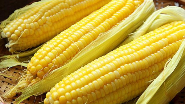 Để bảo quản ngô tươi, bạn nên luộc rồi cho chúng vào tủ lạnh. Nhiệt độ thấp của thiết bị giúp ngô vẫn giữ được vị tươi ngon ban đầu.