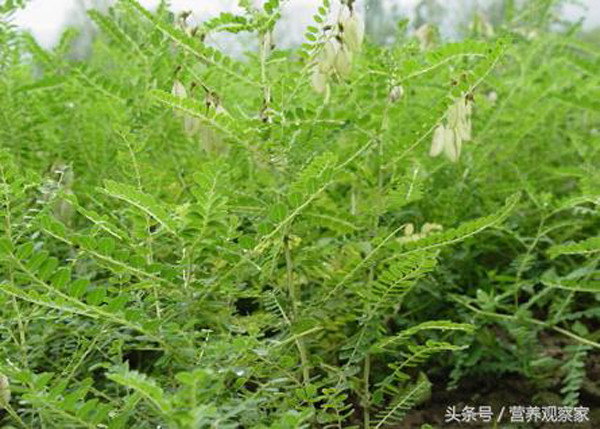 Ky la lang khong ung thu o Trung Quoc, “phep mau” tu cay nay-Hinh-2